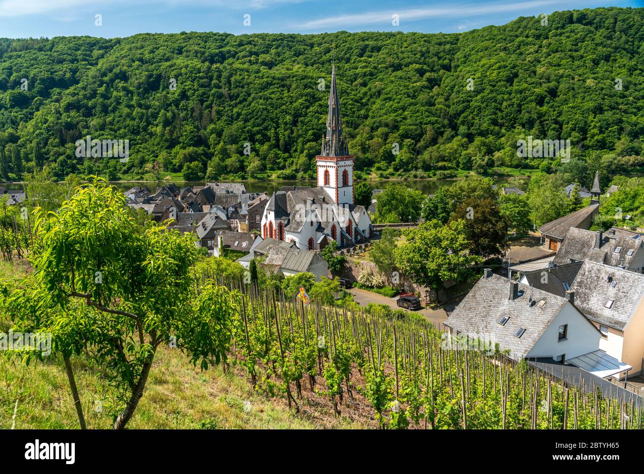 Weinberge und die katholische Pfarrkirche St. Martin im Ortsteil Ediger, Ediger-Eller, Rheinland-Pfalz, Deutschland | Vineyard et Saint Martin’s Cat Banque D'Images