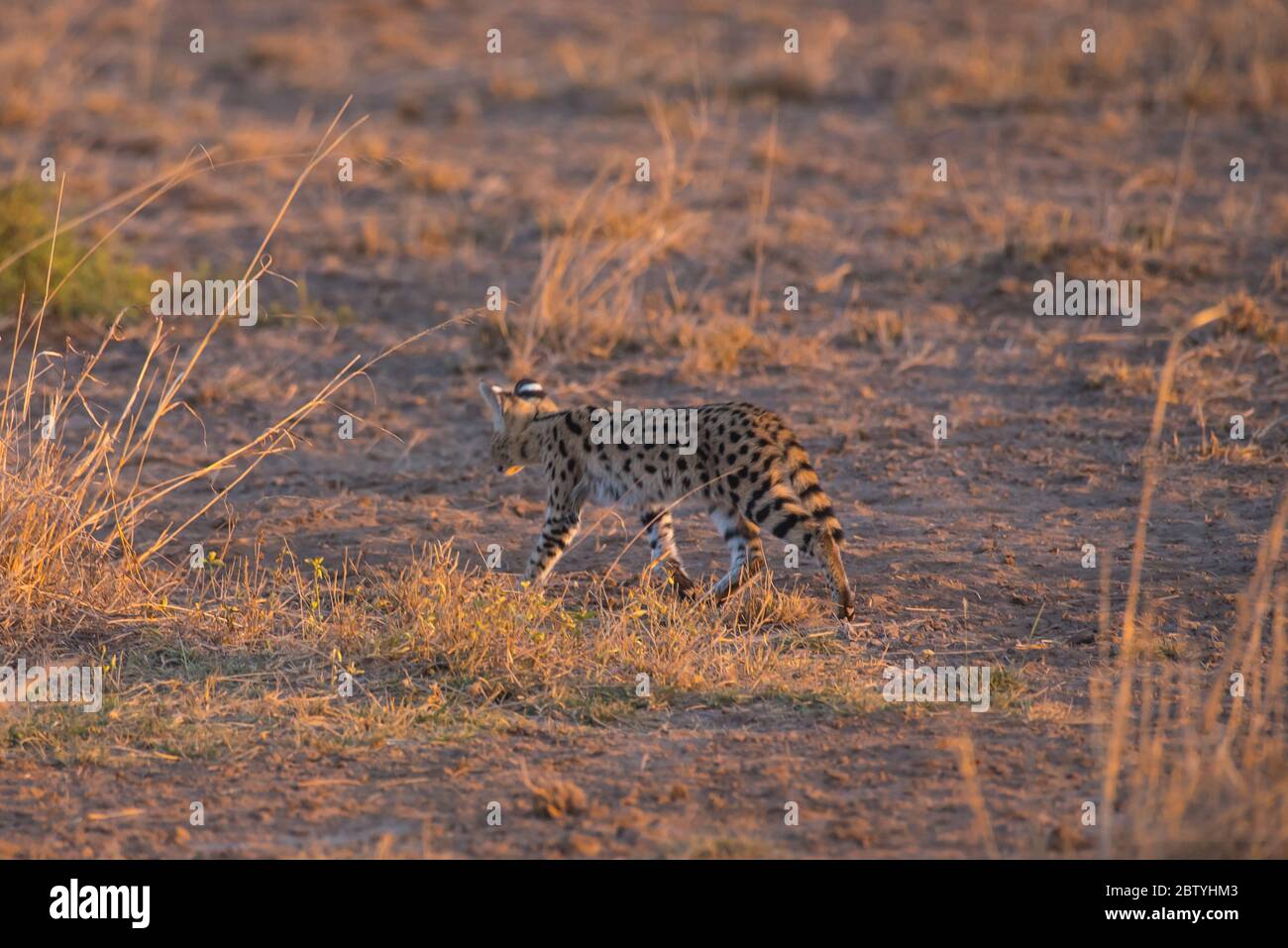 African Wild Cat Serval d'Amboseli Kenya Banque D'Images