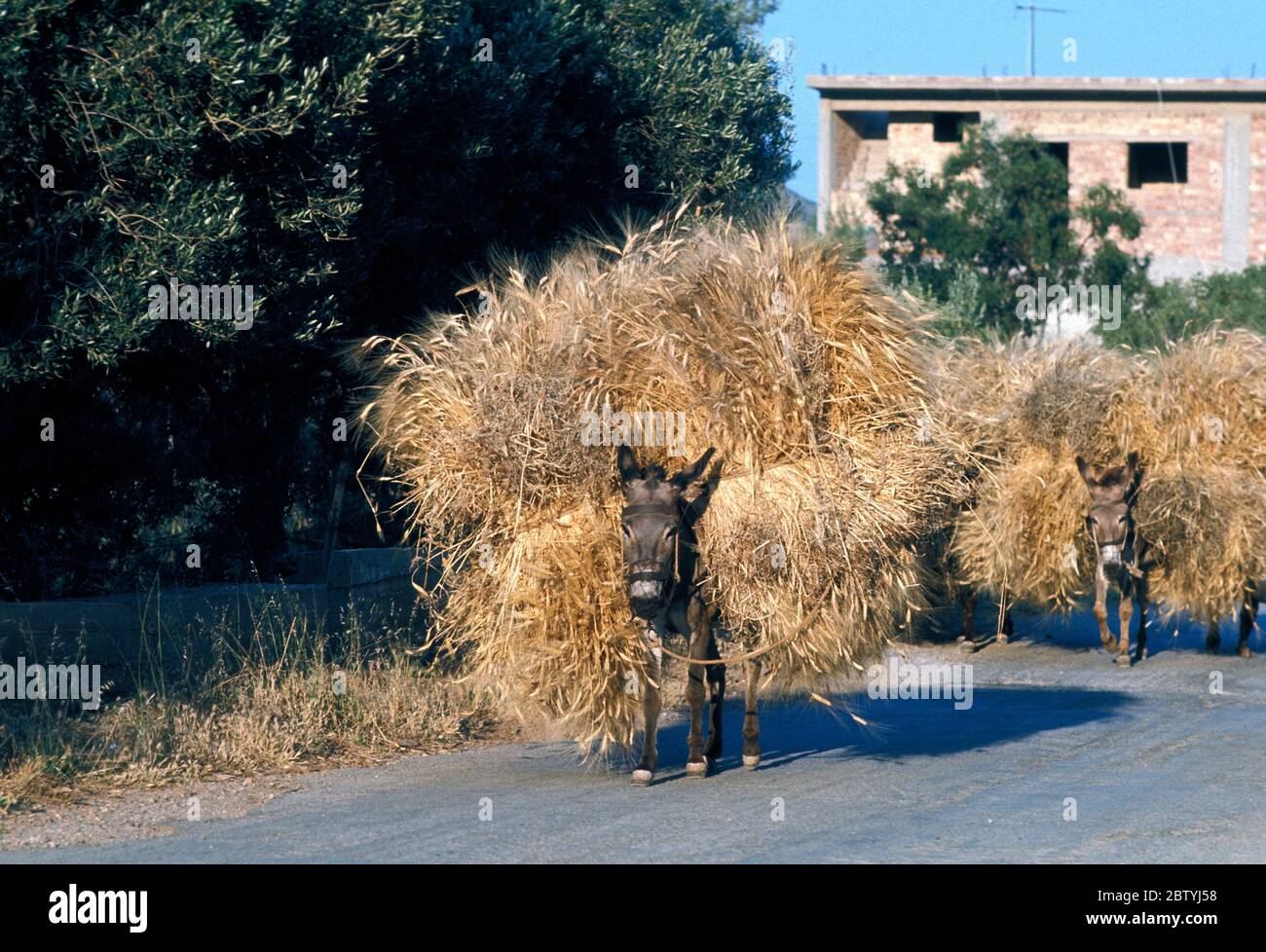 Mules transportant des balles de foin en Crète, Grèce, photo en 1976 Banque D'Images