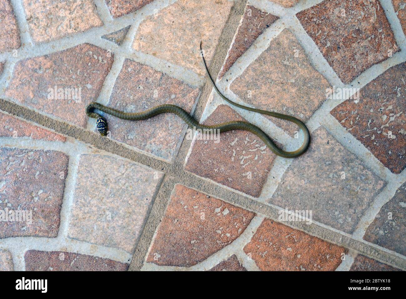 Fouet de serpent occidental juvénile sur le sol carrelé, Ariège, Pyrénées françaises, Pyrénées, France Banque D'Images