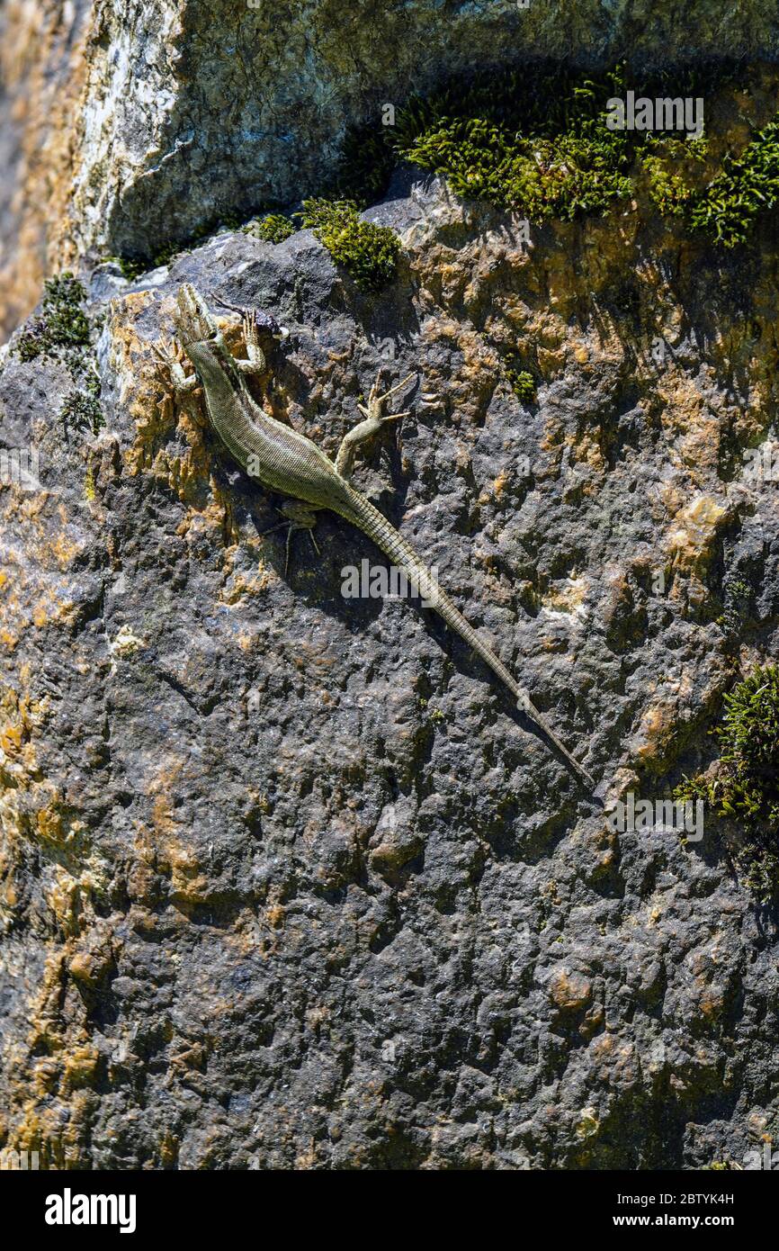 Lézard vert accroché à un rocher, Ariège, Pyrénées françaises, Pyrénées, France Banque D'Images