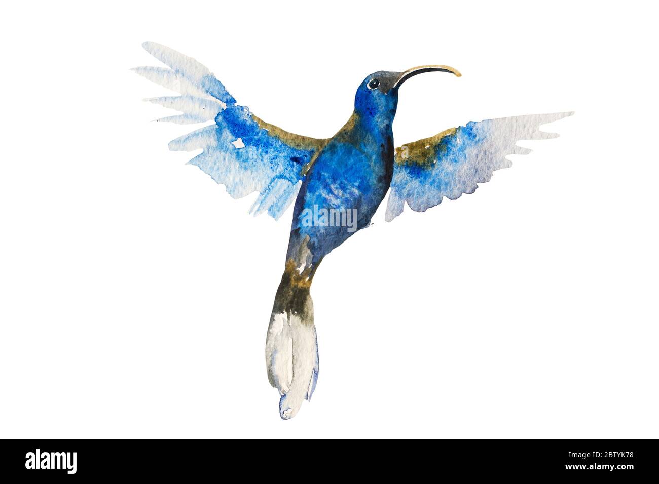 Résumé peinture aquarelle de petit oiseau bleu volant violet Sabrewing isolé sur fond blanc Banque D'Images