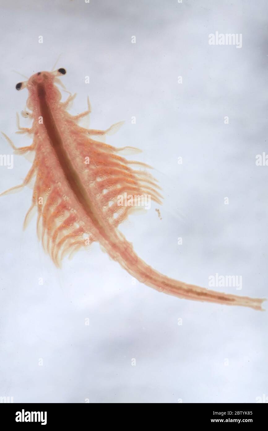 Super macro gros plan de Artemia salina une vieille espèce de 100 millions de crevettes sautées, crustacés aquatiques. Banque D'Images