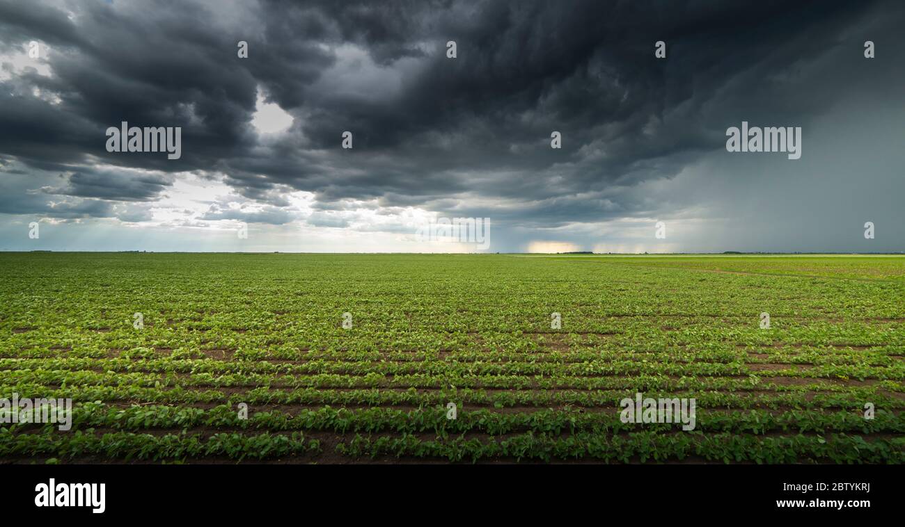 pluie venant sur une récolte de soja au printemps Banque D'Images