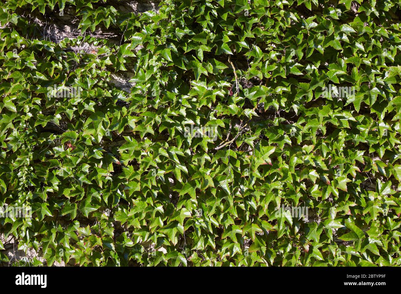 Fleurs sauvages dans le village de Burford, Cotswolds, Oxfordshire, Angleterre, Royaume-Uni Banque D'Images