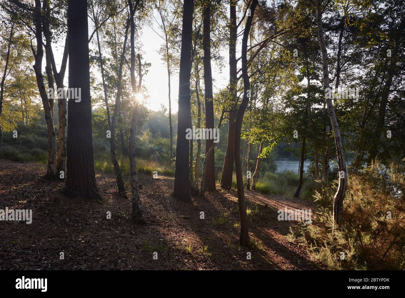 Réserve naturelle de Chobham Common, Surrey, Angleterre Banque D'Images