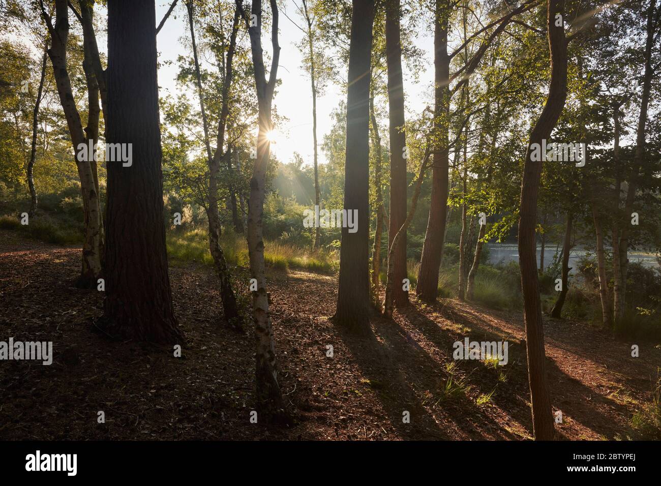 Réserve naturelle de Chobham Common, Surrey, Angleterre Banque D'Images