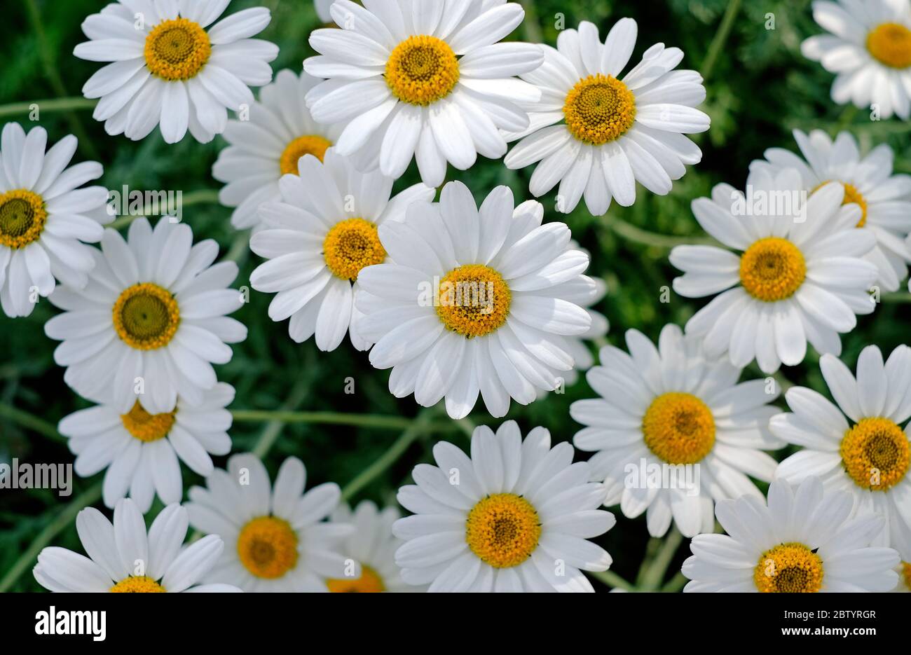 pâquerettes à l'œil nu dans le jardin anglais, norfolk, angleterre Banque D'Images