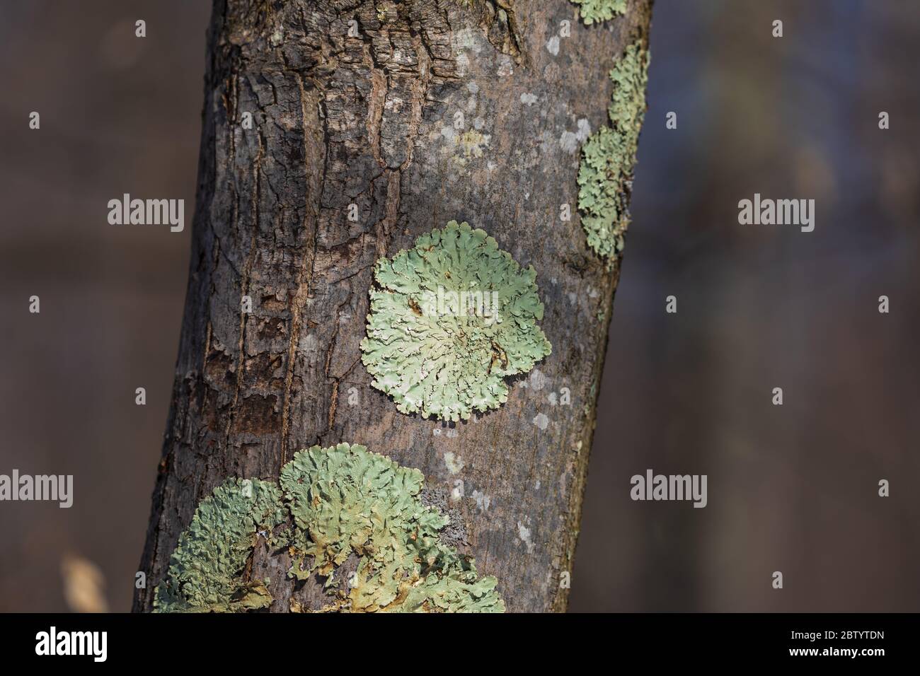 Lichen GREENSHIELD poussant sur un arbre dans le nord du Wisconsin. Banque D'Images