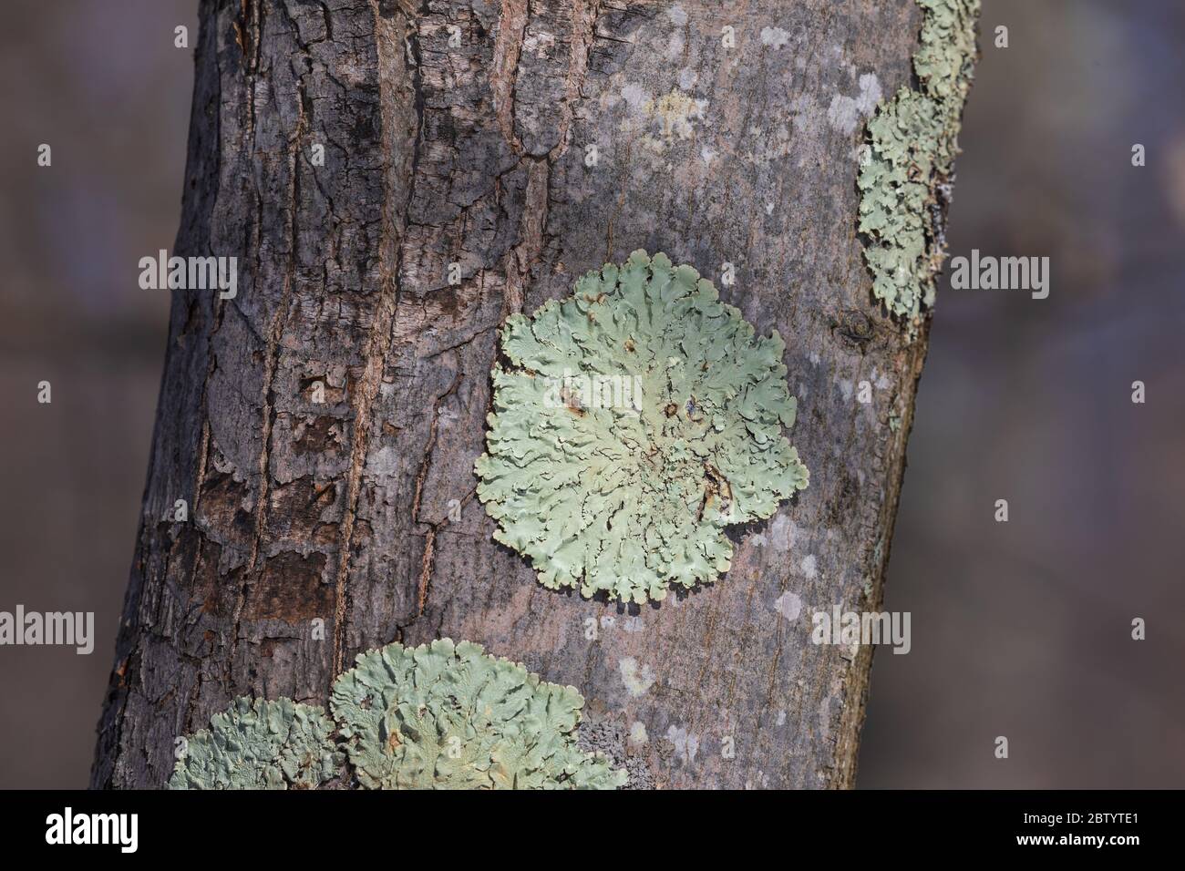 Lichen GREENSHIELD poussant sur un arbre dans le nord du Wisconsin. Banque D'Images