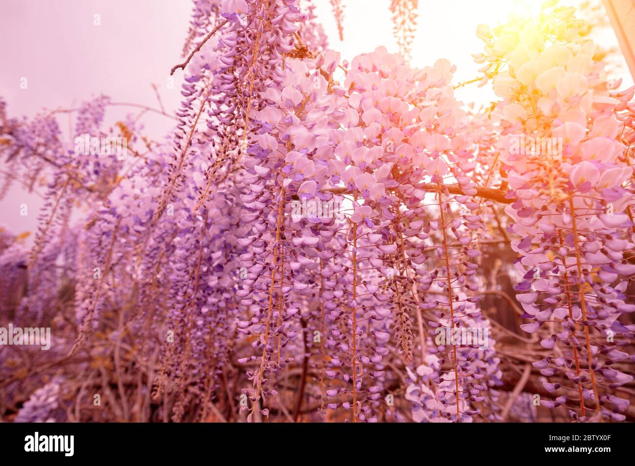 La Wisteria fleurit dans le jardin par une journée ensoleillée au printemps Banque D'Images