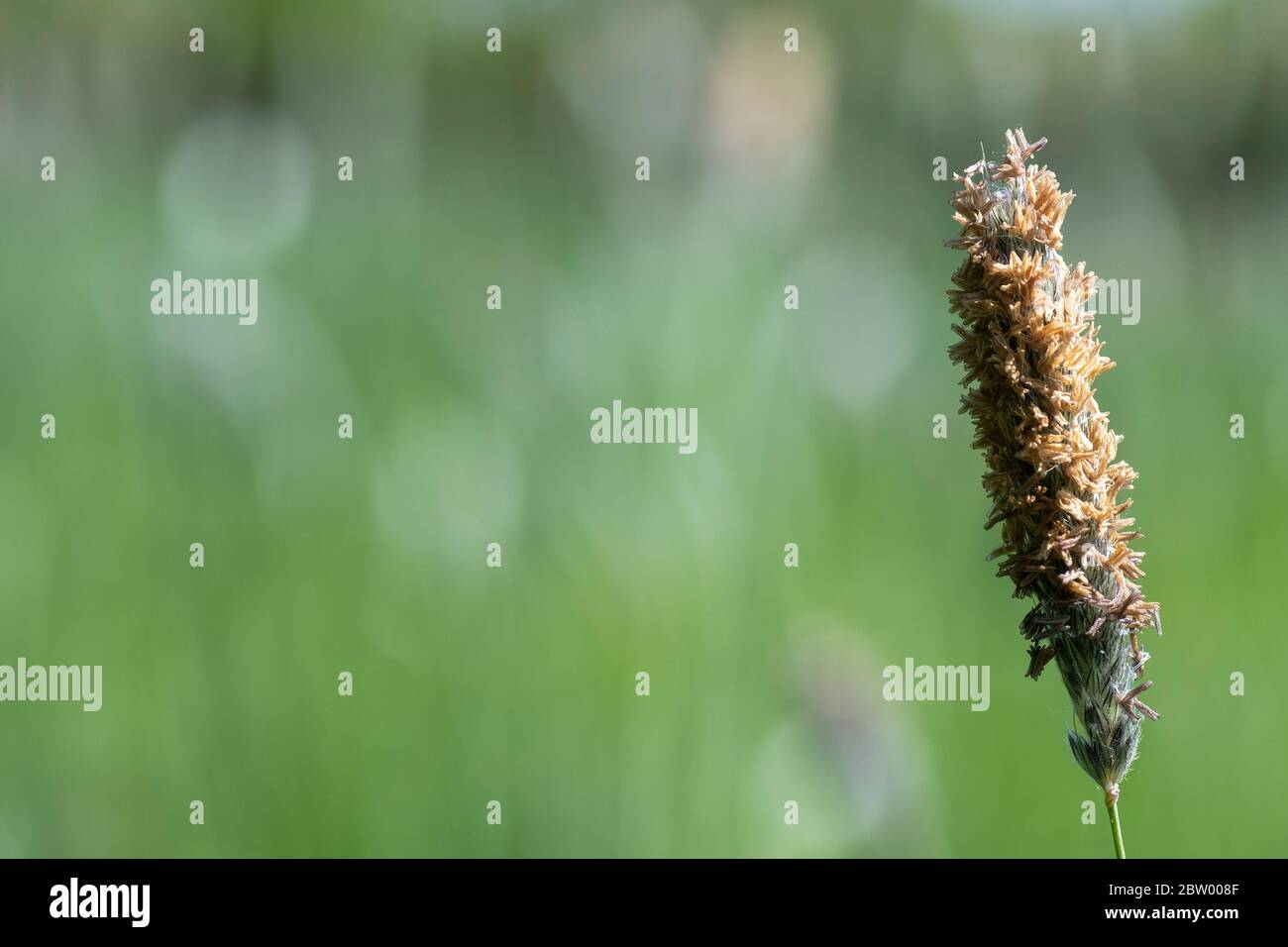 Fondo Phleum Pratense Plant Spring Meadow Cat's Tail Light Foto E Fondo Phleum Pratense Plant Spring Meadow Cat's Tail Light Foto E