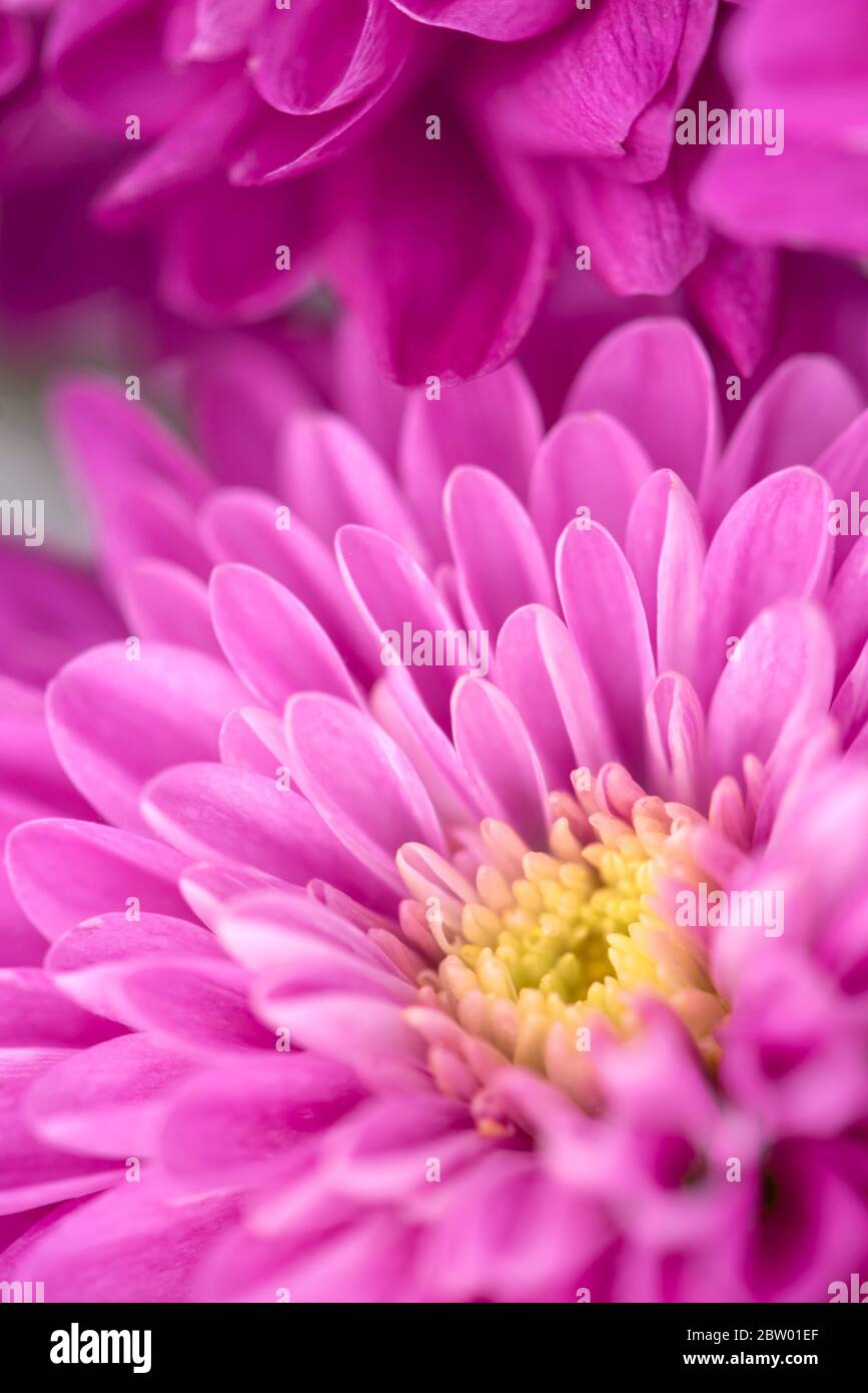 Magnifique bourgeon de chrysanthème. Gros plan sur une macro photo Banque D'Images