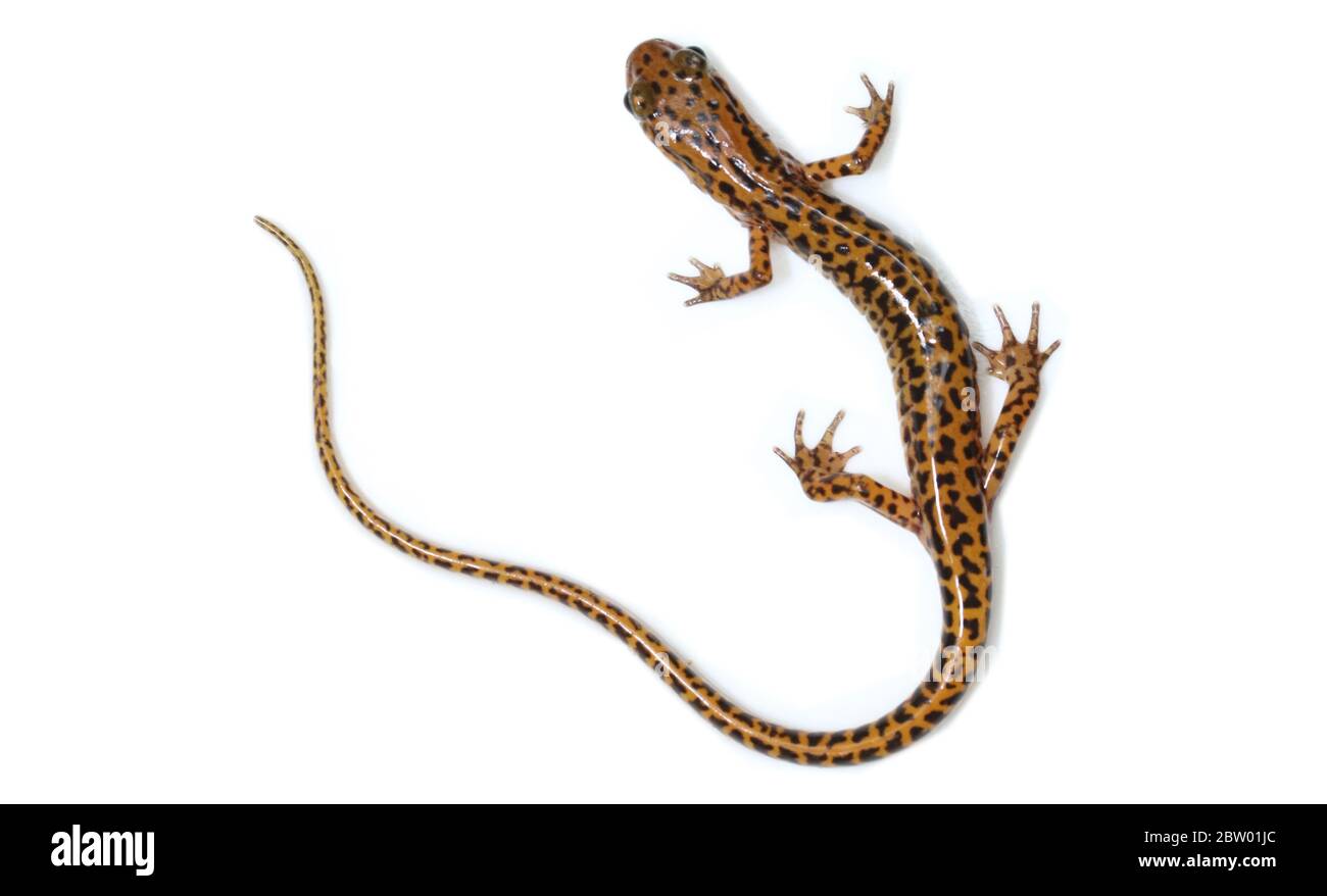 Salamandre à queue longue adulte (Eurycea longicauda) d'un ruisseau dans le parc national du barrage Norris, dans le Tennessee Banque D'Images