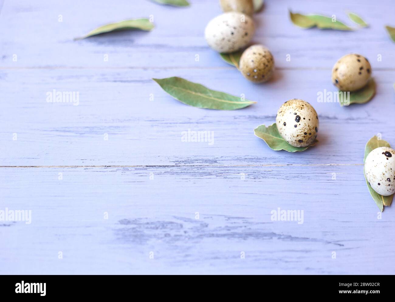 œufs de caille et feuilles de laurier sur fond de bois gris Banque D'Images