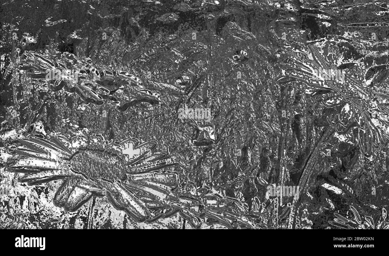 Pâquerettes en relief dans un effet argent métallique, chrome, avec espace pour ajouter du texte, copie Banque D'Images