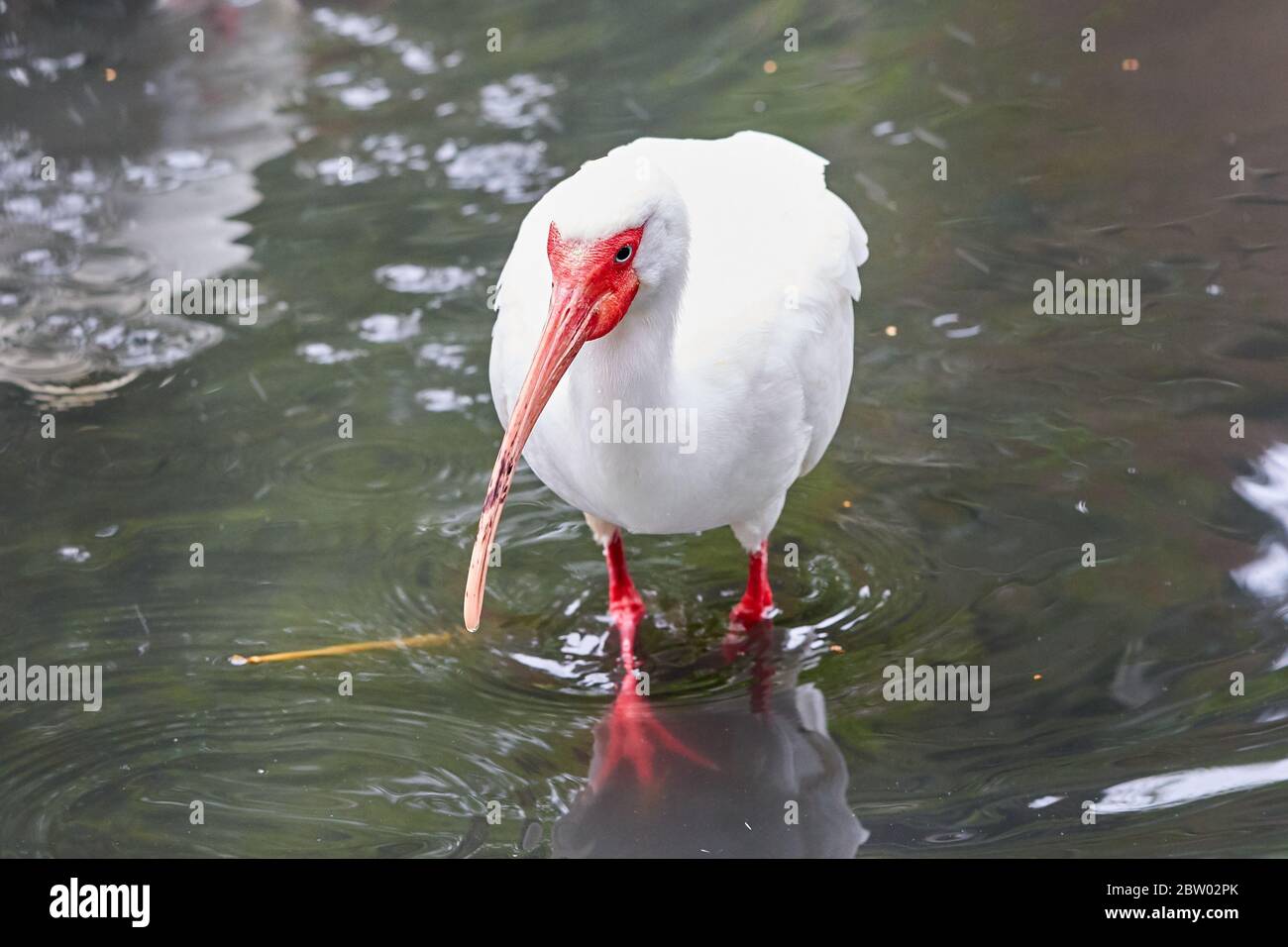 Ibis blanc américain dans l'habitat naturel (Eudocimus albus) Banque D'Images