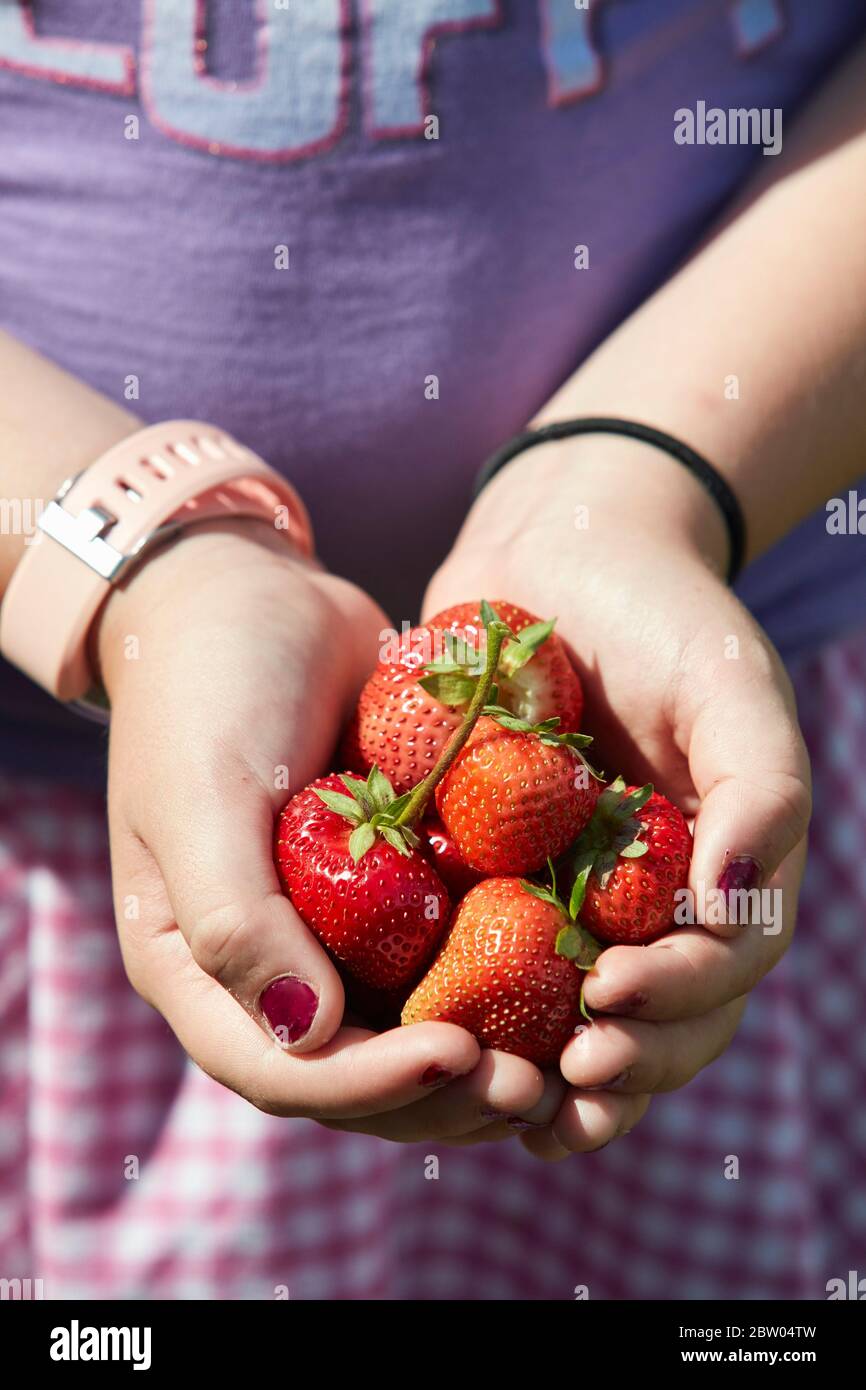 Gros plan de jeunes filles mains tenant des fraises fraîchement cueillies sur une récolte de votre propre ferme, Ottershaw, Suurey, Angleterre Banque D'Images