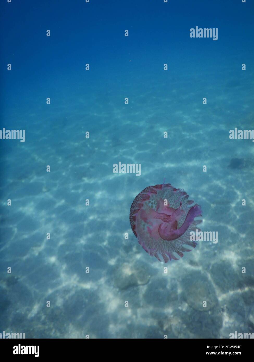 Une rose solitaire méduses dans la mer Ligure en face de Noli, Italie Banque D'Images