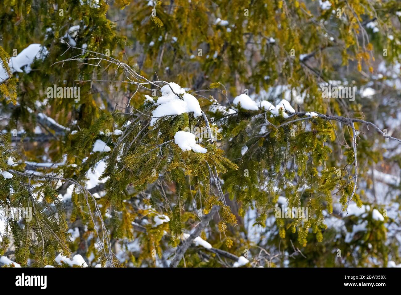 Il y a un peu de neige sur les rameaux de la conifère. C'est une vue pendant l'hiver dans un parc à Zakopane, Pologne. Banque D'Images