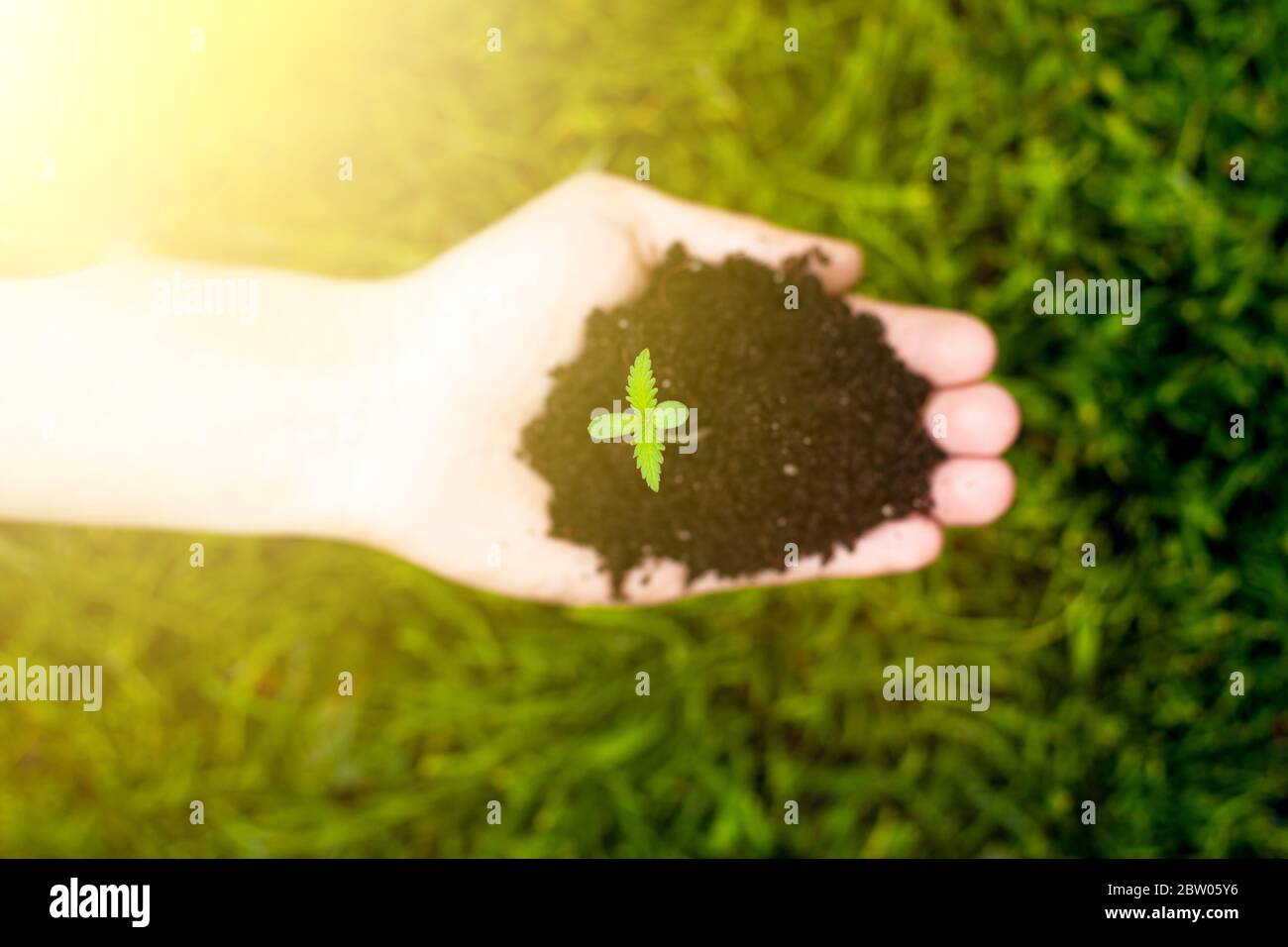 dans la paume d'un germe de marijuana jeune dans la lumière du soleil sur un fond d'herbe verte vue du dessus. cannabis médical plante. Banque D'Images