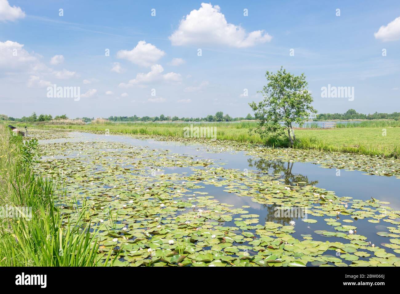 Paysage hollandais classique près du lac 'Reeuwijkse Plassen' près de Gouda. Un arbre isolé se dresse le long de l'eau avec des nénuphars flottant sur la surface de l'eau. Banque D'Images