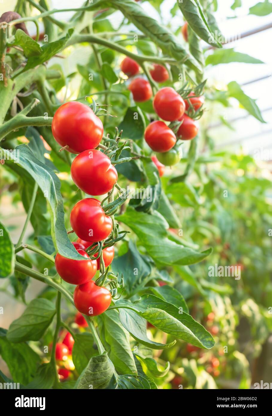Plante de tomate mûre en serre. Bouquet de tomates naturelles rouges fraîches sur une branche dans un potager biologique. Arrière-plan et espace de copie flous Banque D'Images