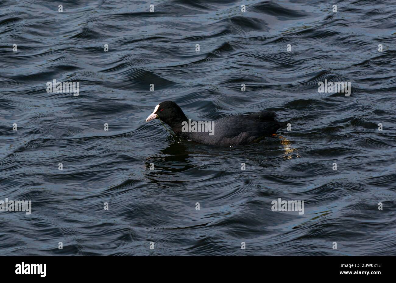 Coot eurasien, Fulica atra, nage en réservoir, Lothian oriental, Écosse, Royaume-Uni Banque D'Images