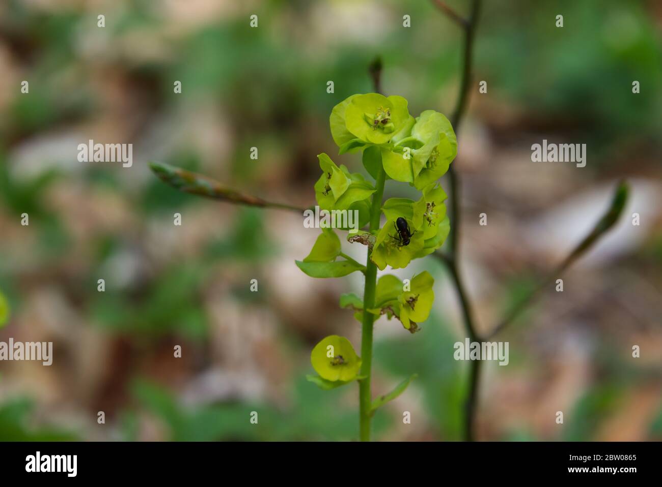 Fleurs de printemps vertes et fourmis de forêt, foyer sélectif Banque D'Images