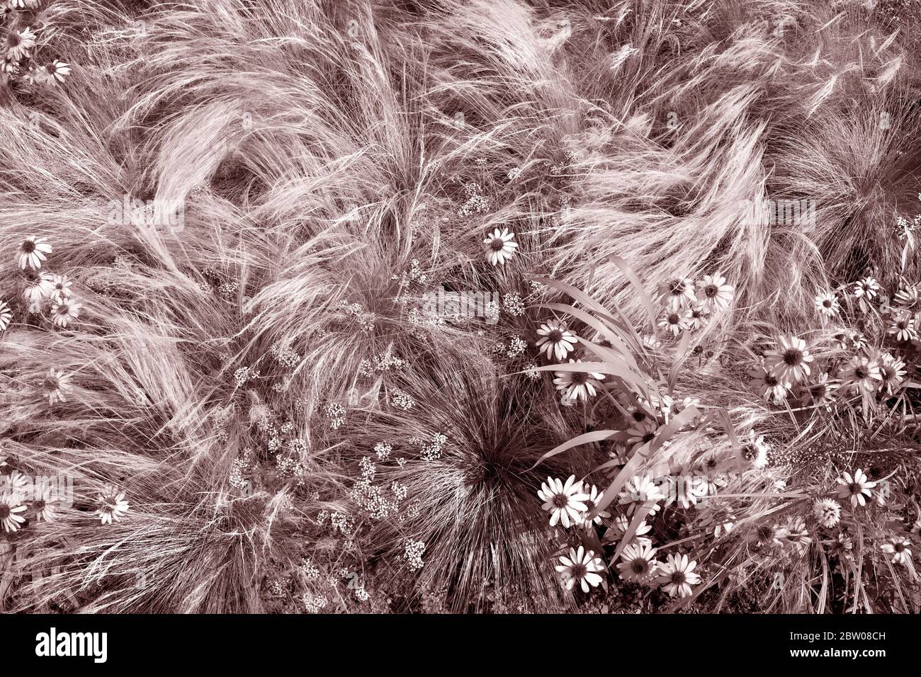 Herbes sauvages et fleurs sauvages en photographie horizontale pour le concept de fond. Cadre complet de graminées soufflées par le vent. Banque D'Images