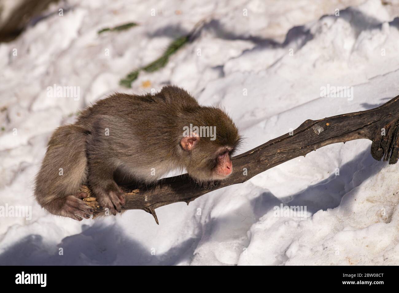 Jeune macaque japonais (macaca fuscata), regardant sur un tronc, avec fond de neige Banque D'Images