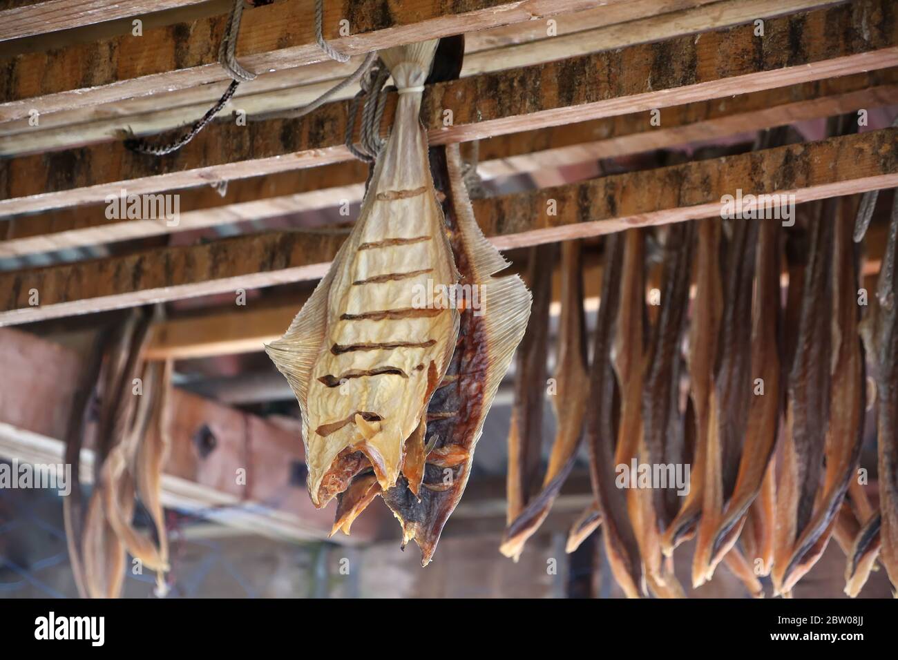 Poisson jusqu'à sec, salé et conservé pour l'hiver, Skarsvag est un village de la municipalité de Nordkapp, île de Mageroya, à Troms og Finnmark, Norvège. Banque D'Images