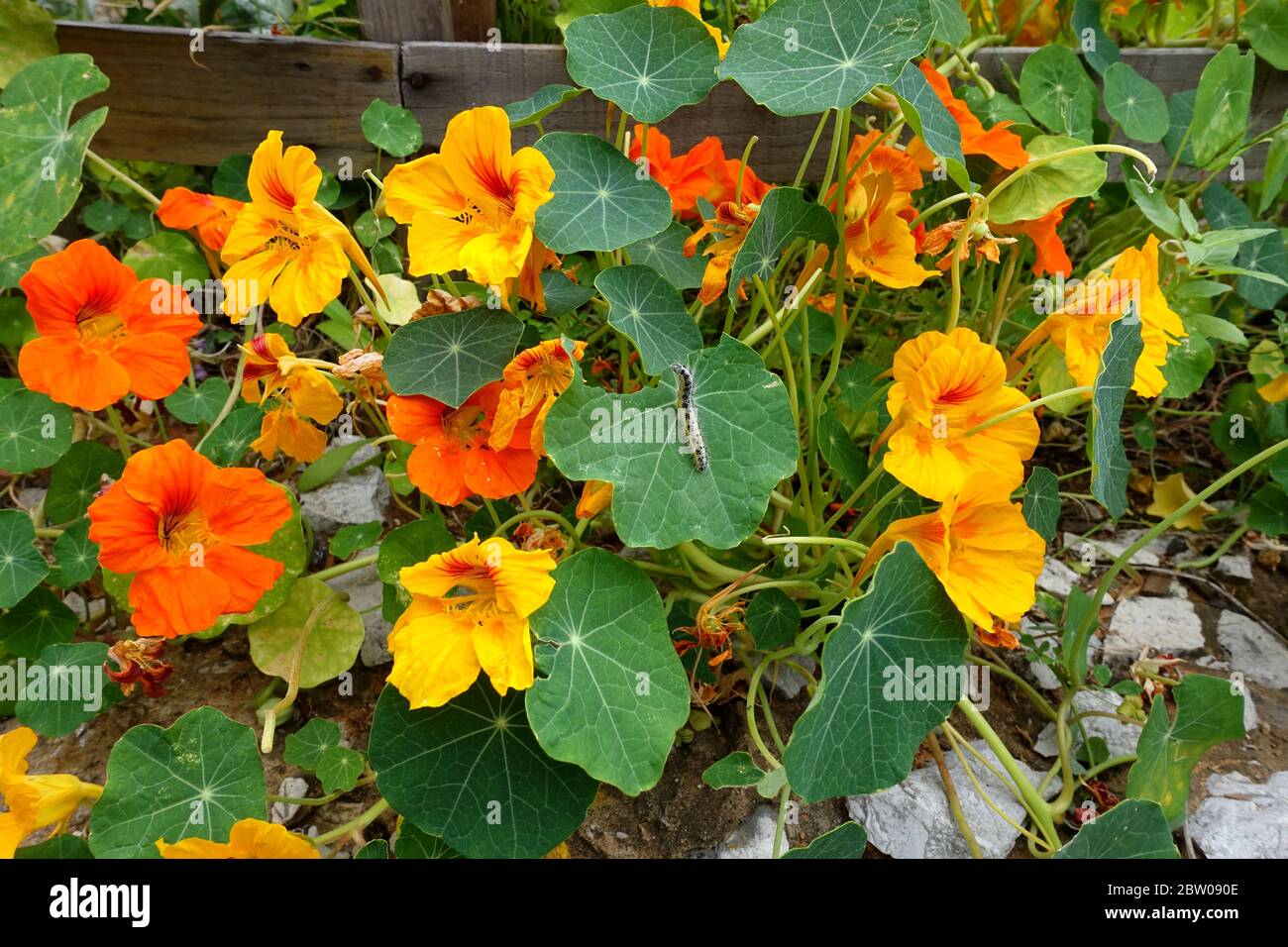 Plantes de Naturtium avec une chenille mangeant une feuille Banque D'Images