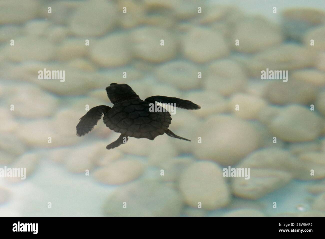 Petite tortue de mer à l'éclosion, espèce de tête de germe (carretta caretta), sur la piscine de secours pour le nid de recherche à la plage Praia do forte sur la côte de Bahia, Brésil Banque D'Images