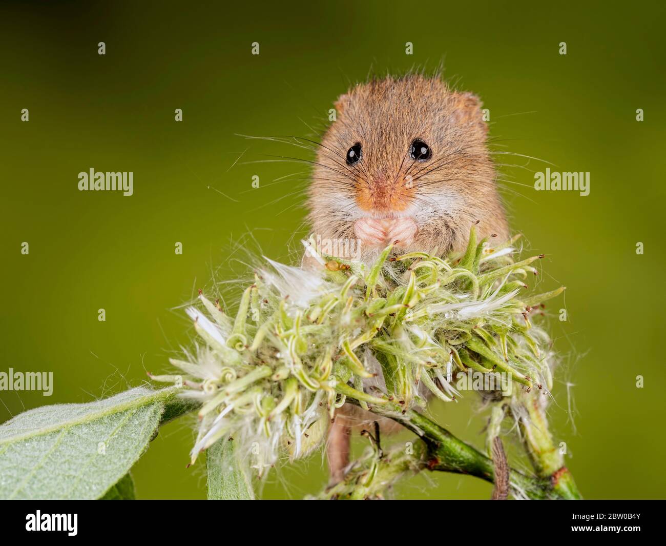 Une souris de récolte (Micromys minutus) qui semble mâcher ou non sa nourriture. Prise lors d'un atelier de photographie en intérieur organisé par captive Ligh Banque D'Images