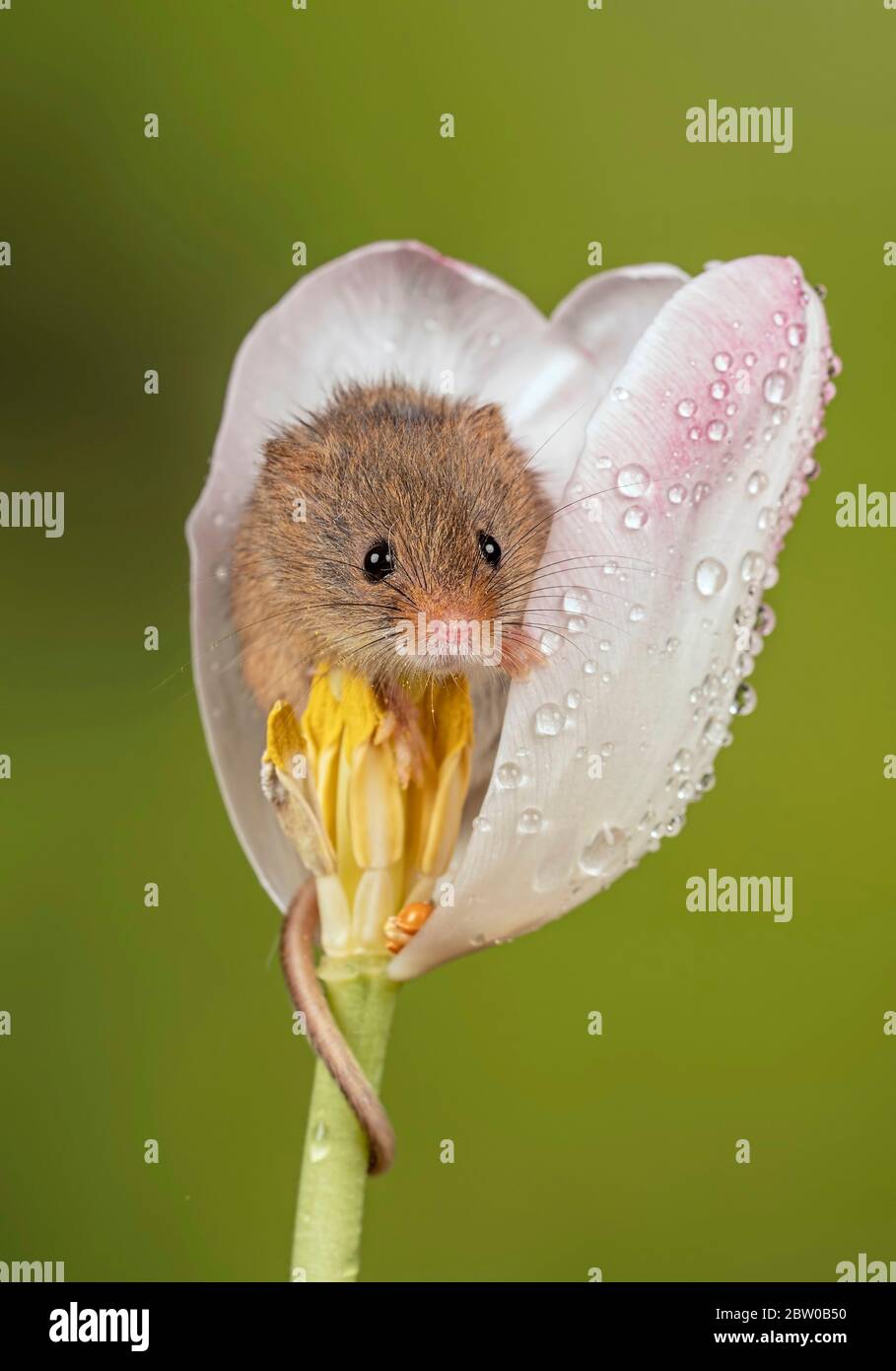 Une souris de récolte peering à partir d'une tulipe blanche Banque D'Images