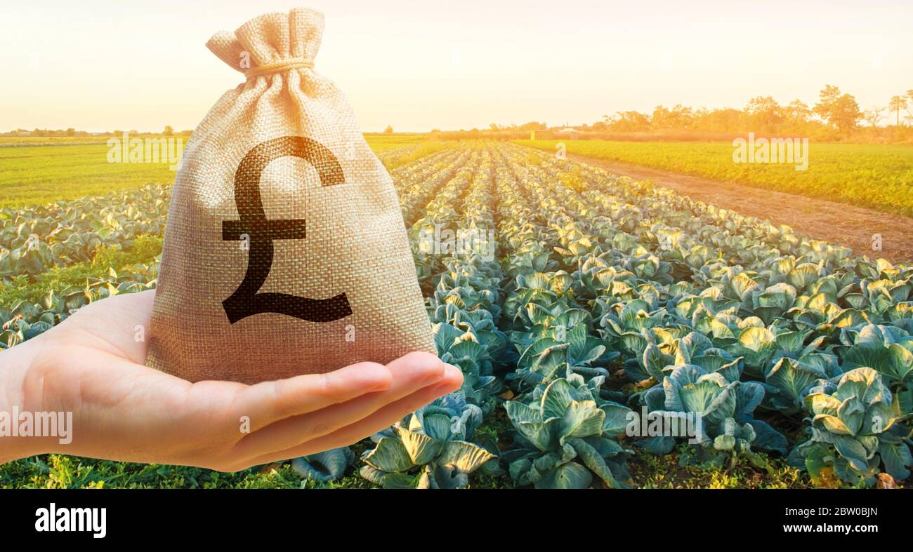 Agriculteur tenant un sac d'argent sur le fond des plantations de chou. Le développement de l'industrie agricole. Startups agricoles. Prêts et impor Banque D'Images