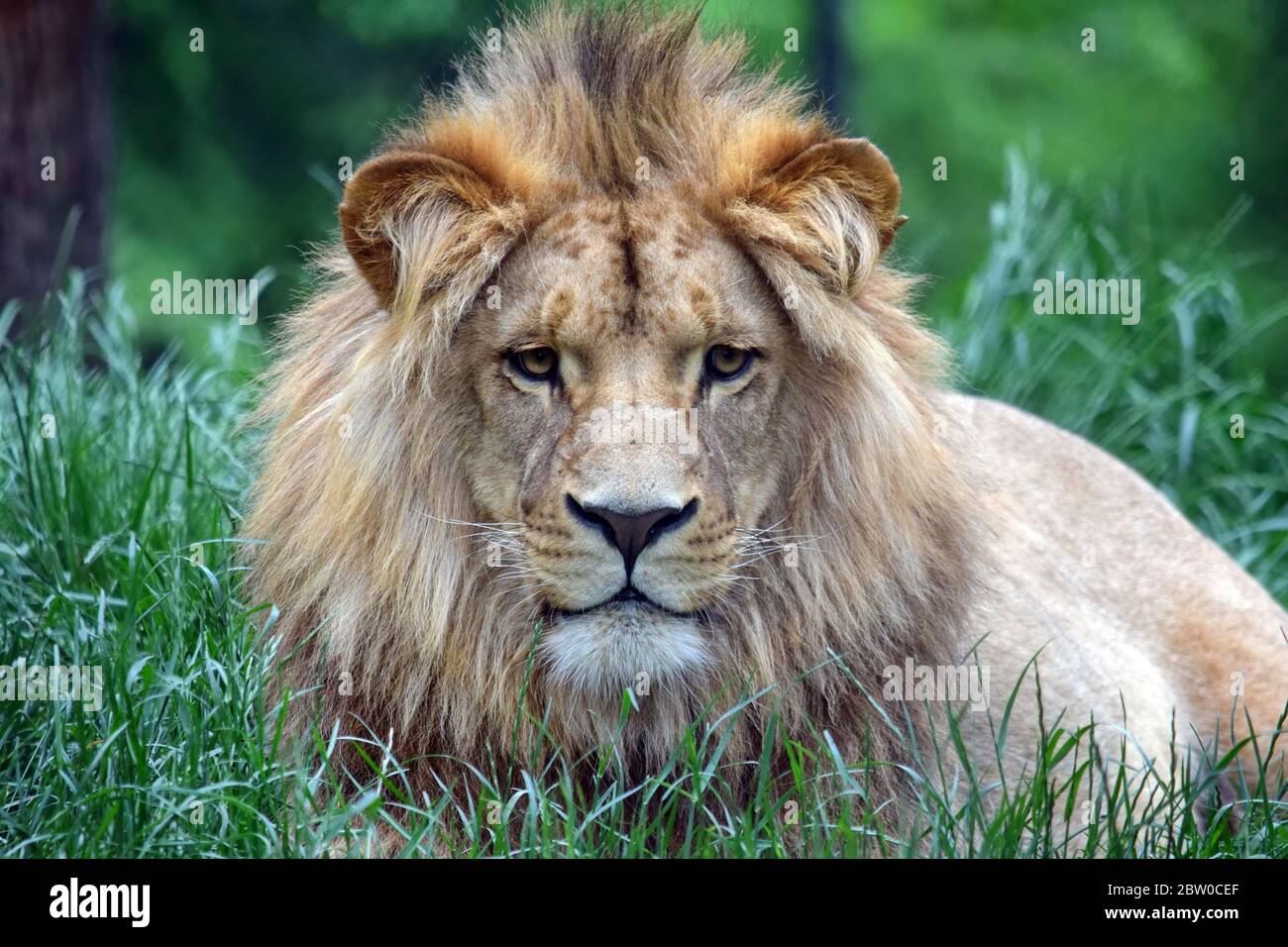 Magnifique portrait du jeune lion Katanga tête gros plan Banque D'Images