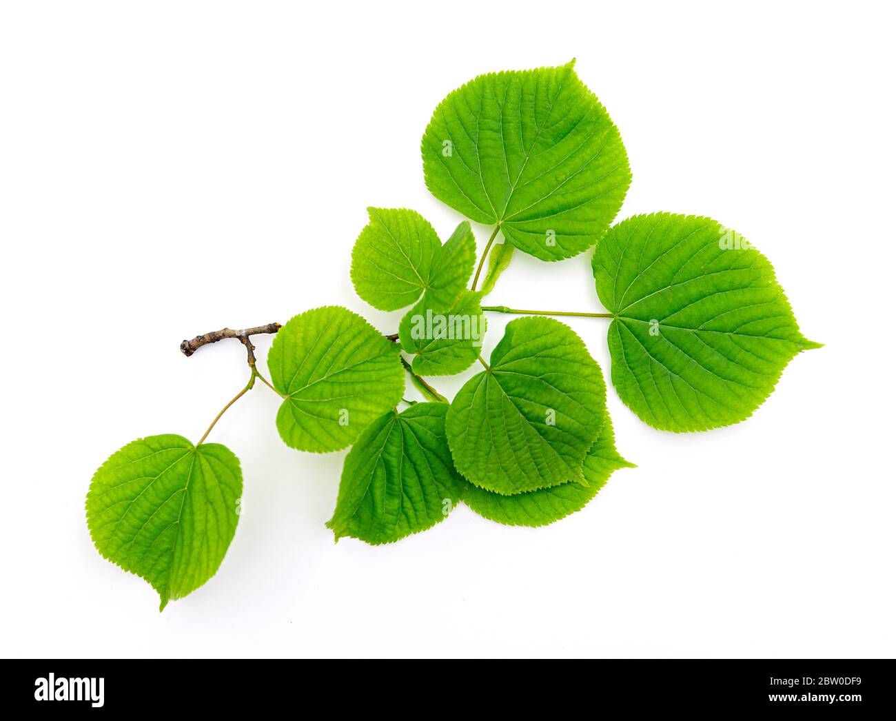 Branche naturelle de l'arbre Linden avec des feuilles vertes isolées sur fond blanc, vue de dessus Banque D'Images