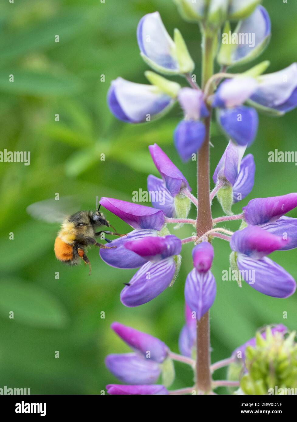 L'abeille Bumble à queue noire (Bombus melanopygus) se fourrasse sur le Lupin de Riverside (Lupinus rivularis), en Oregon Banque D'Images