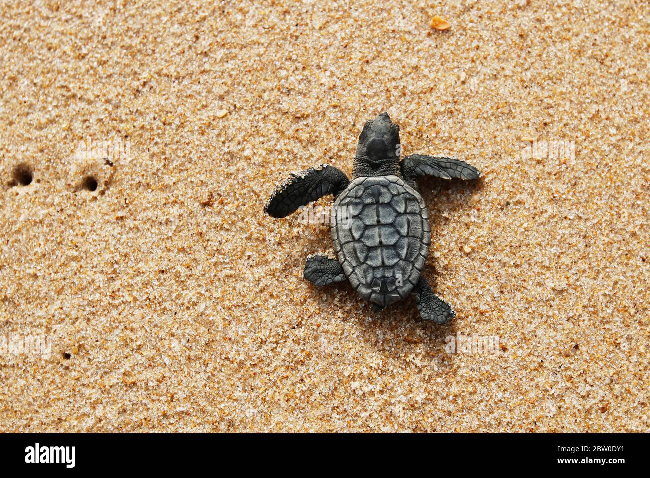 Petite tortue de mer, espèce de germe (carretta caretta), rampant à la mer après avoir quitté le nid à Praia do forte Beach sur la côte de Bahia, Brésil Banque D'Images