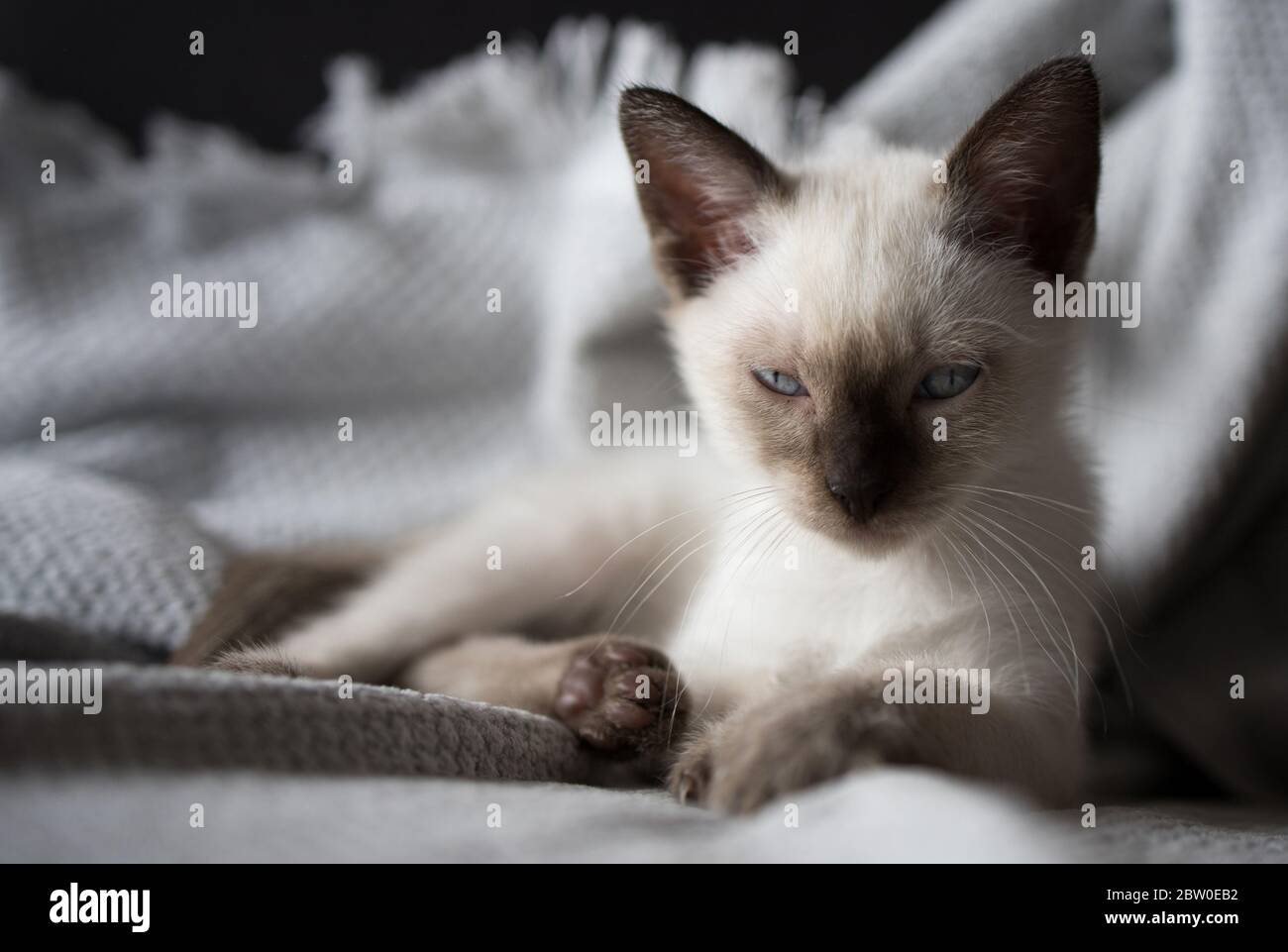 Petit chaton siamois avec des yeux bleus regardant le blason à l'appareil photo. Chat siamois. Banque D'Images