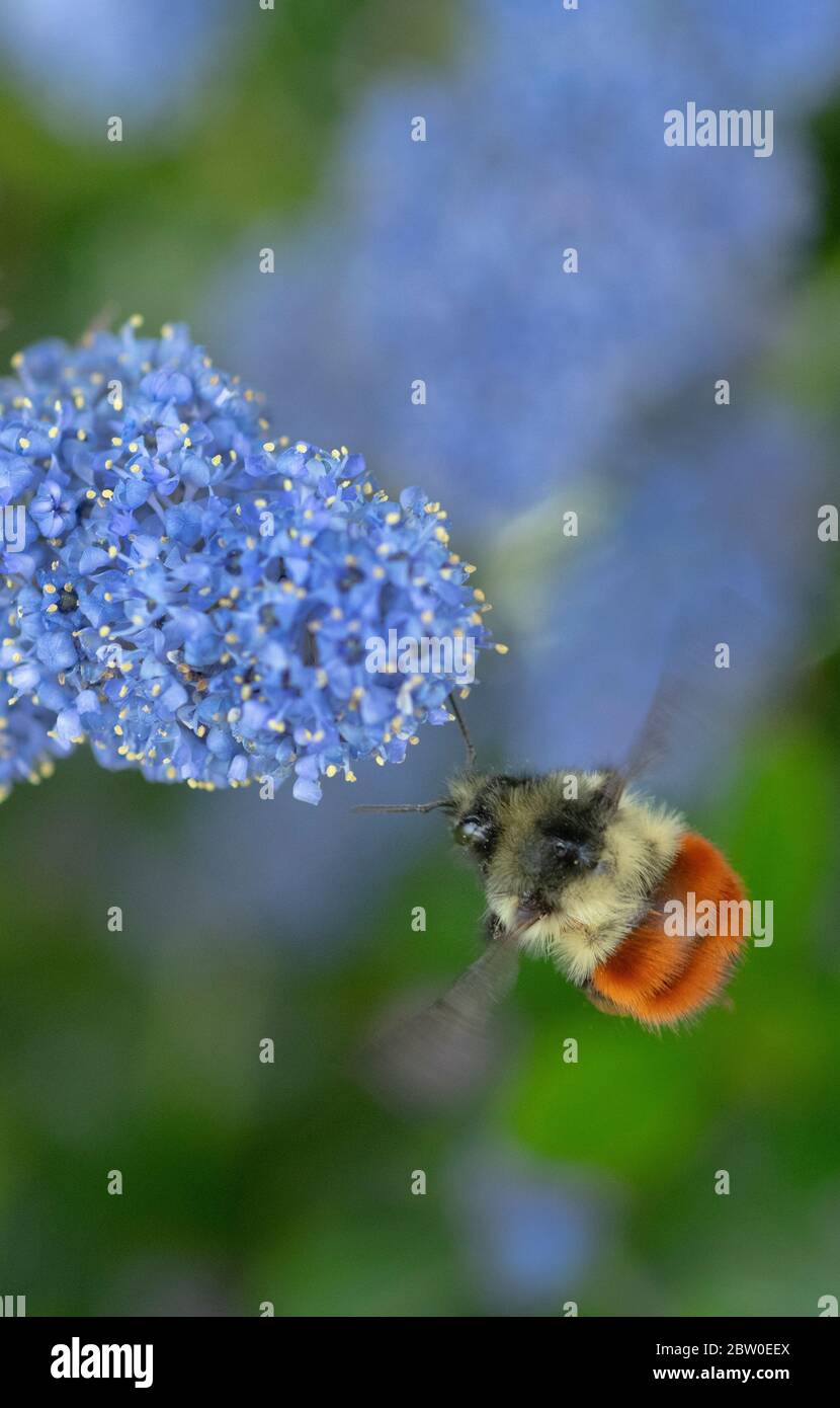L'abeille Bumble à queue noire (Bombus melanopygus) se fourrasse sur des fleurs de ceanothus, Oregon Banque D'Images