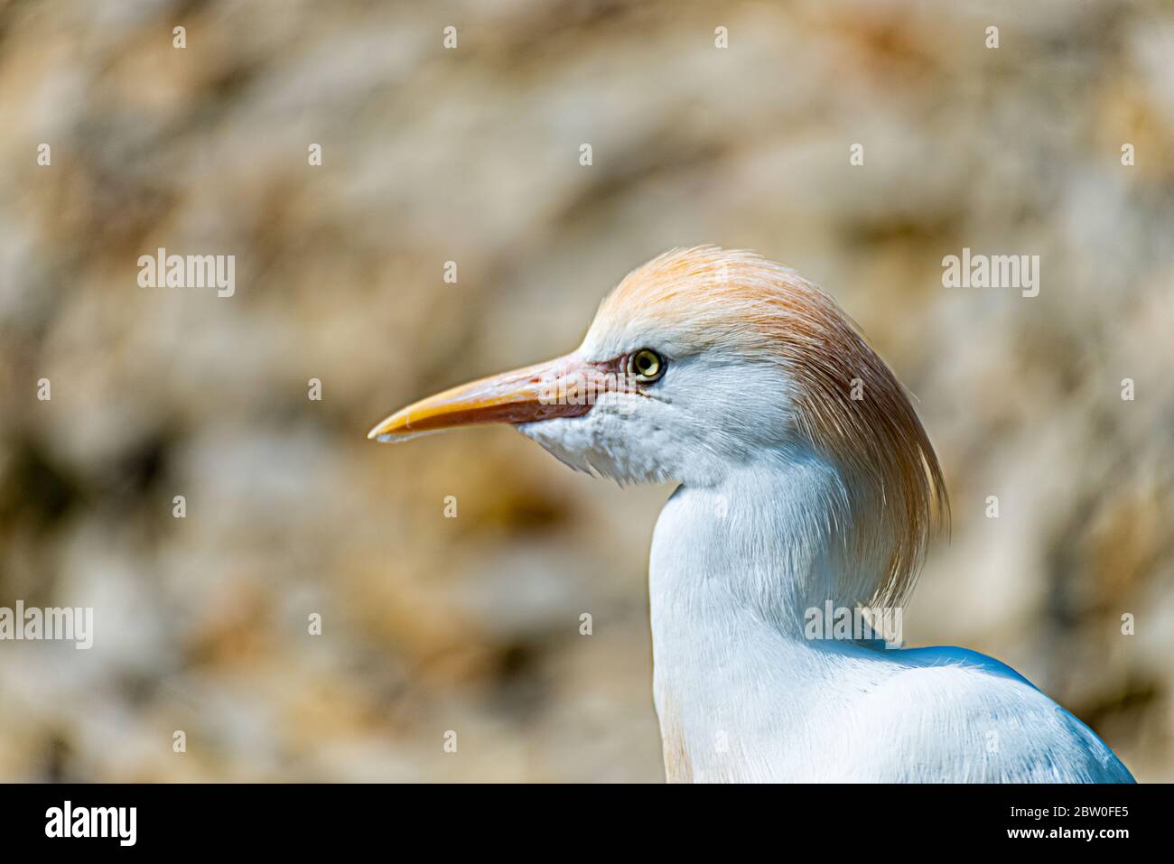 Oiseau avec plumes jaunes sur la tête Banque D'Images