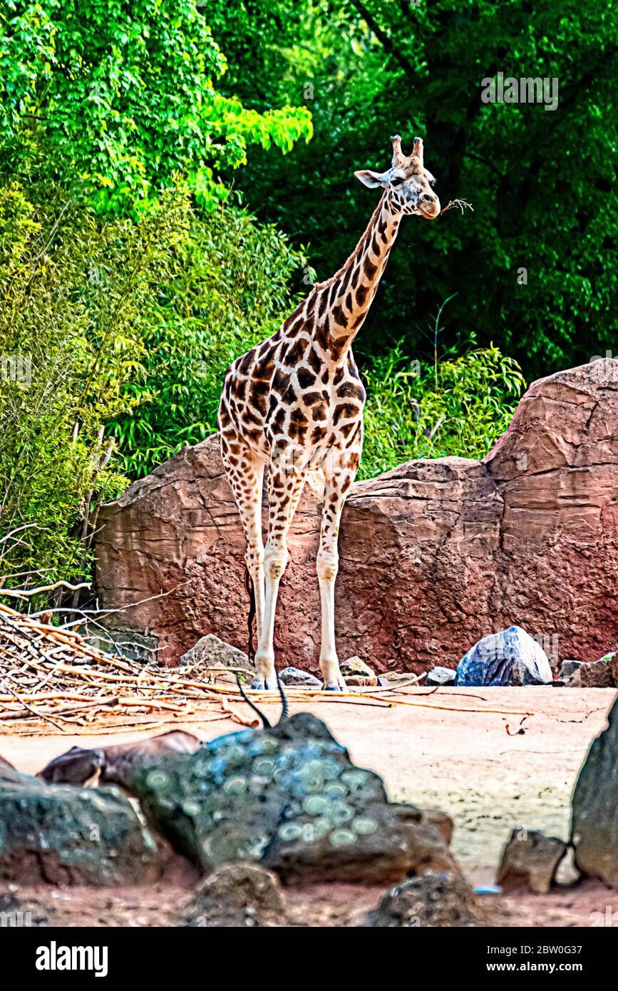 Girafe mange des branches et de la paille Banque D'Images