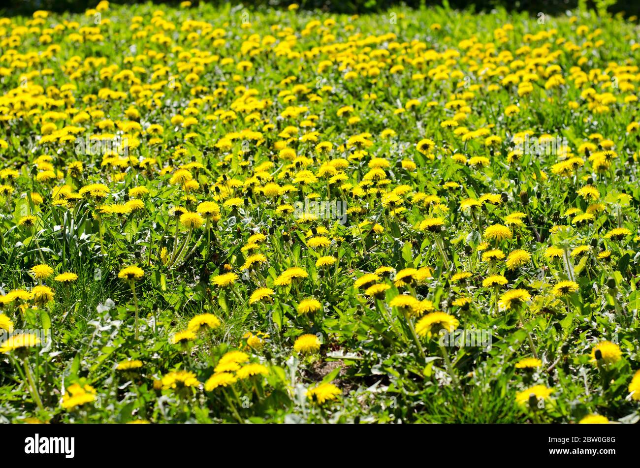 Pissenlits, Taraxacum officinale, fleurant par une journée ensoleillée en avril Banque D'Images Pissenlits, Taraxacum officinale, fleurant par une journée ensoleillée en avril Banque D'Images