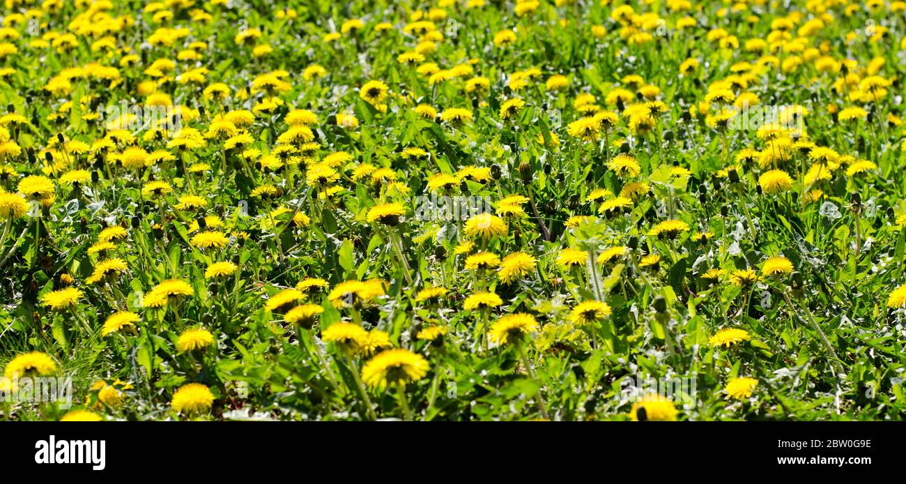 Pissenlits, Taraxacum officinale, fleurant par une journée ensoleillée en avril Banque D'Images Pissenlits, Taraxacum officinale, fleurant par une journée ensoleillée en avril Banque D'Images