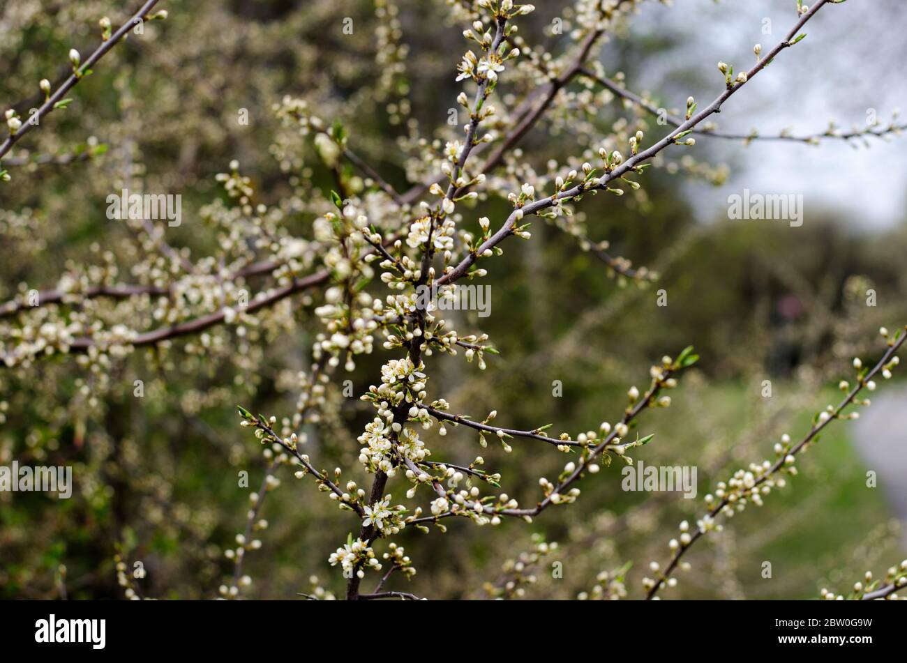 Brousse de sloe au début du printemps avec des bourgeons et des fleurs blanches Banque D'Images Brousse de sloe au début du printemps avec des bourgeons et des fleurs blanches Banque D'Images