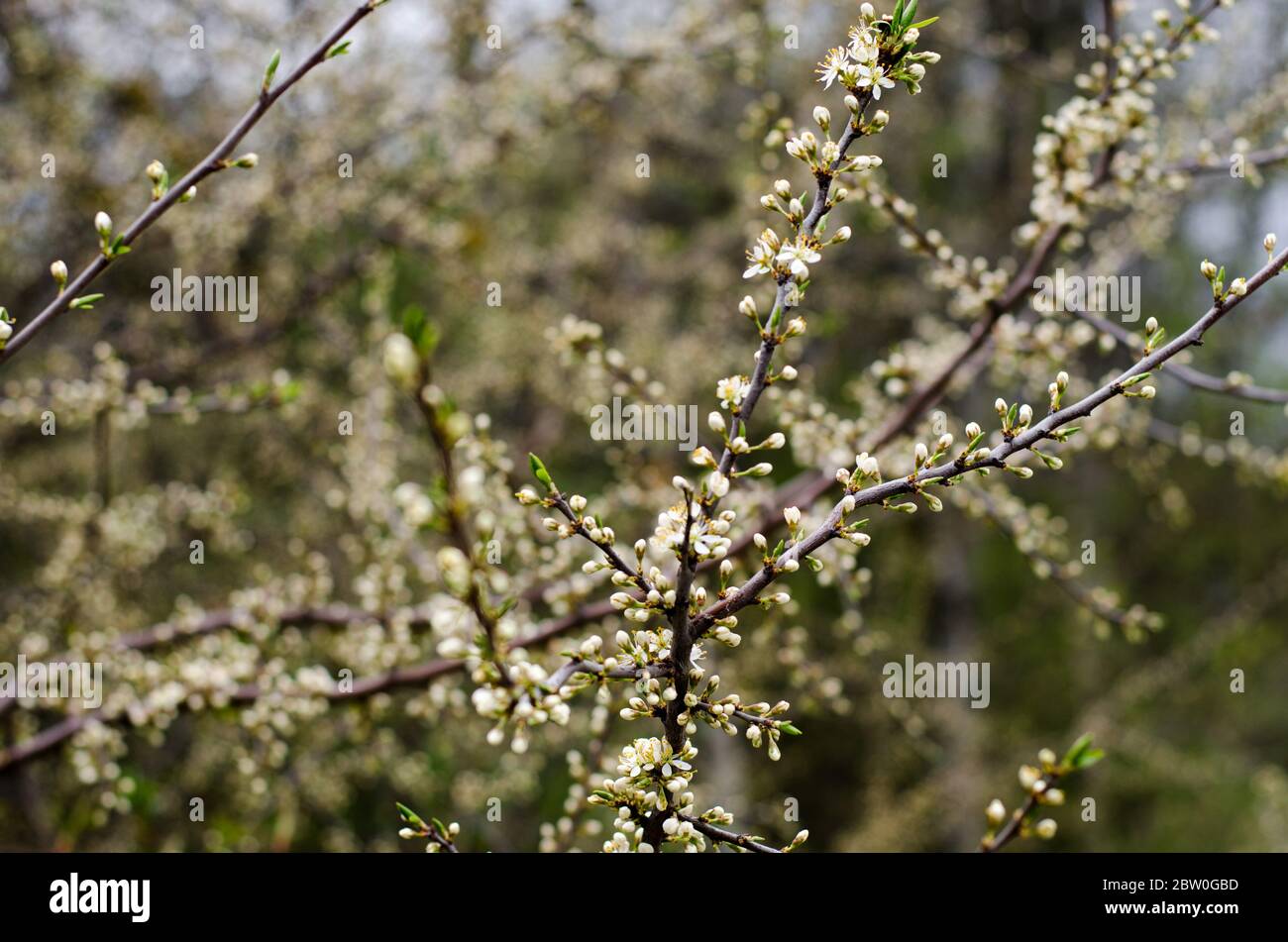 Brousse de sloe au début du printemps avec des bourgeons et des fleurs blanches Banque D'Images Brousse de sloe au début du printemps avec des bourgeons et des fleurs blanches Banque D'Images
