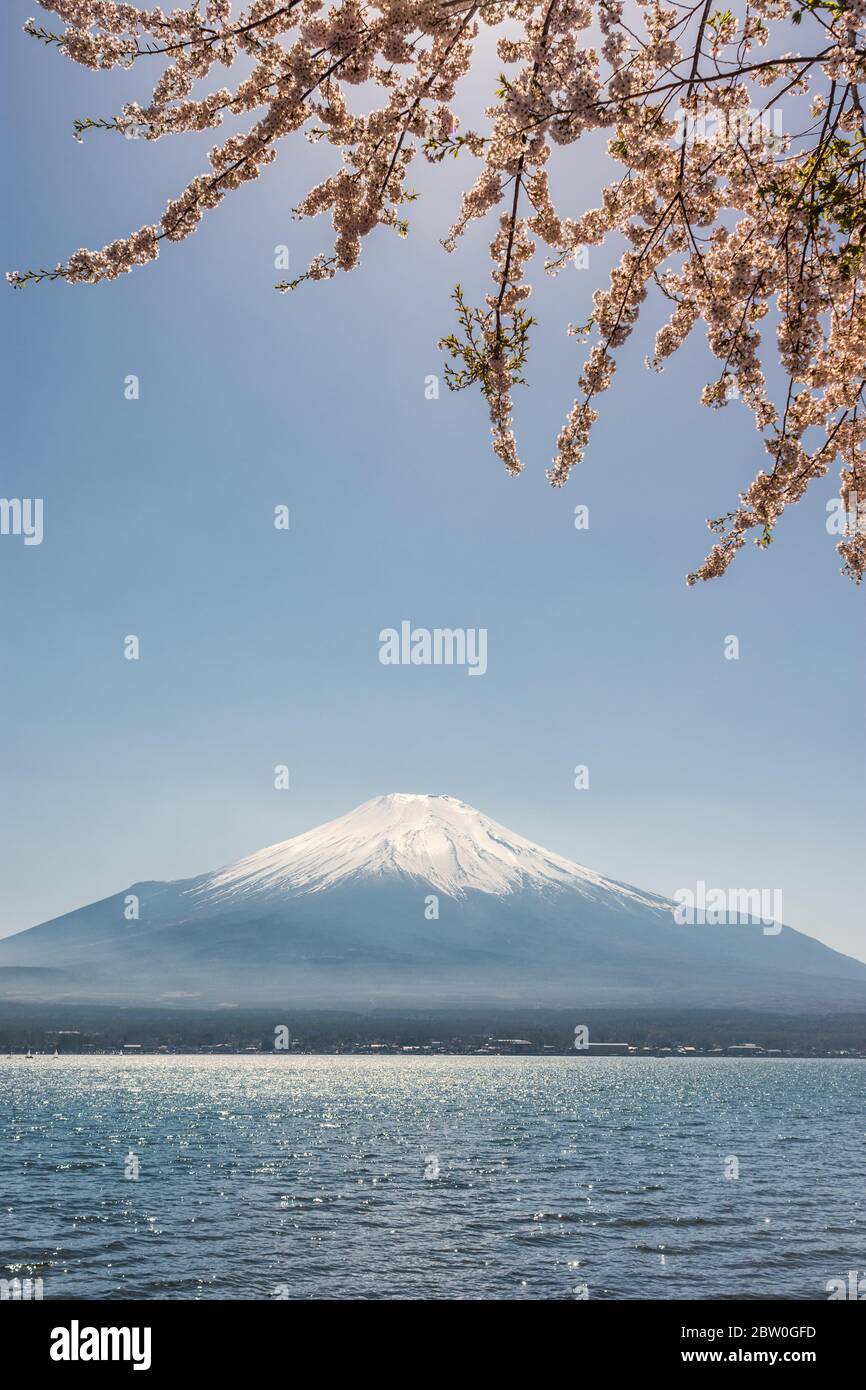 Vue sur le mont Symbole Fuji du Japon et du lac Yamanaka avec photo de la banque de cerisiers en fleurs Banque D'Images